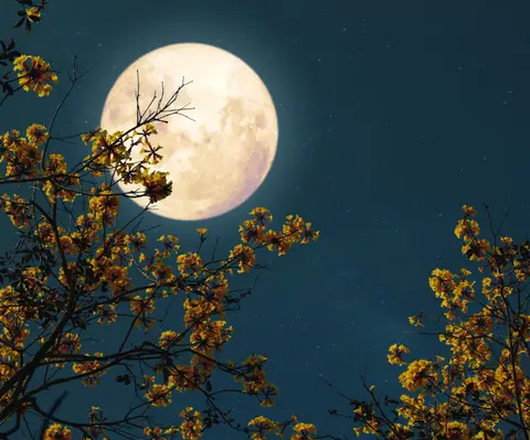 uly8e1 sieu trang 17621477338771329868032