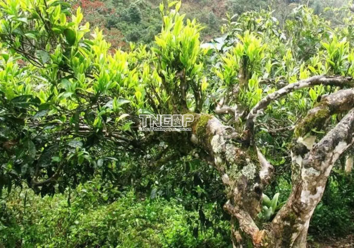 06k18e che 120251212140222