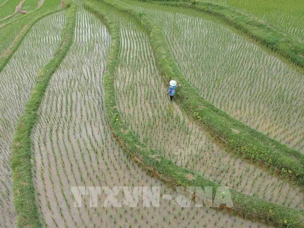 2yo2ls 155303 trung quoc du bao ve su phat trien cua nganh nong nghiep