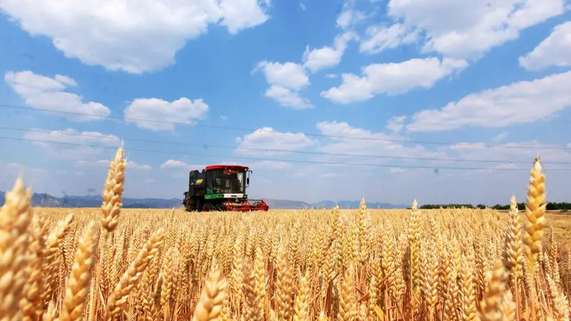 54bkma san luong luong thuc trung quoc dat muc cao ky luc nam 2025 693c060aa6021