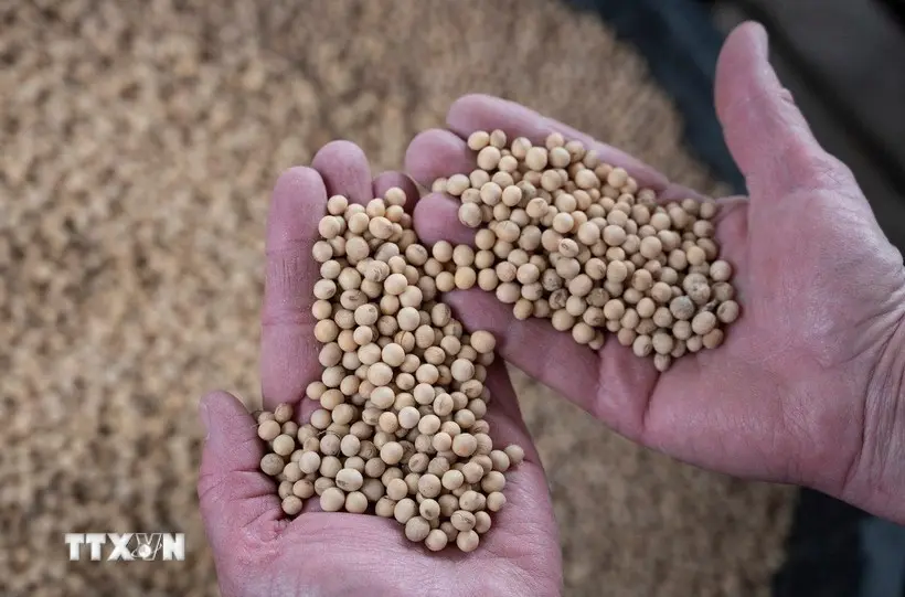 gouj8a dau tuong resize 20251015092940