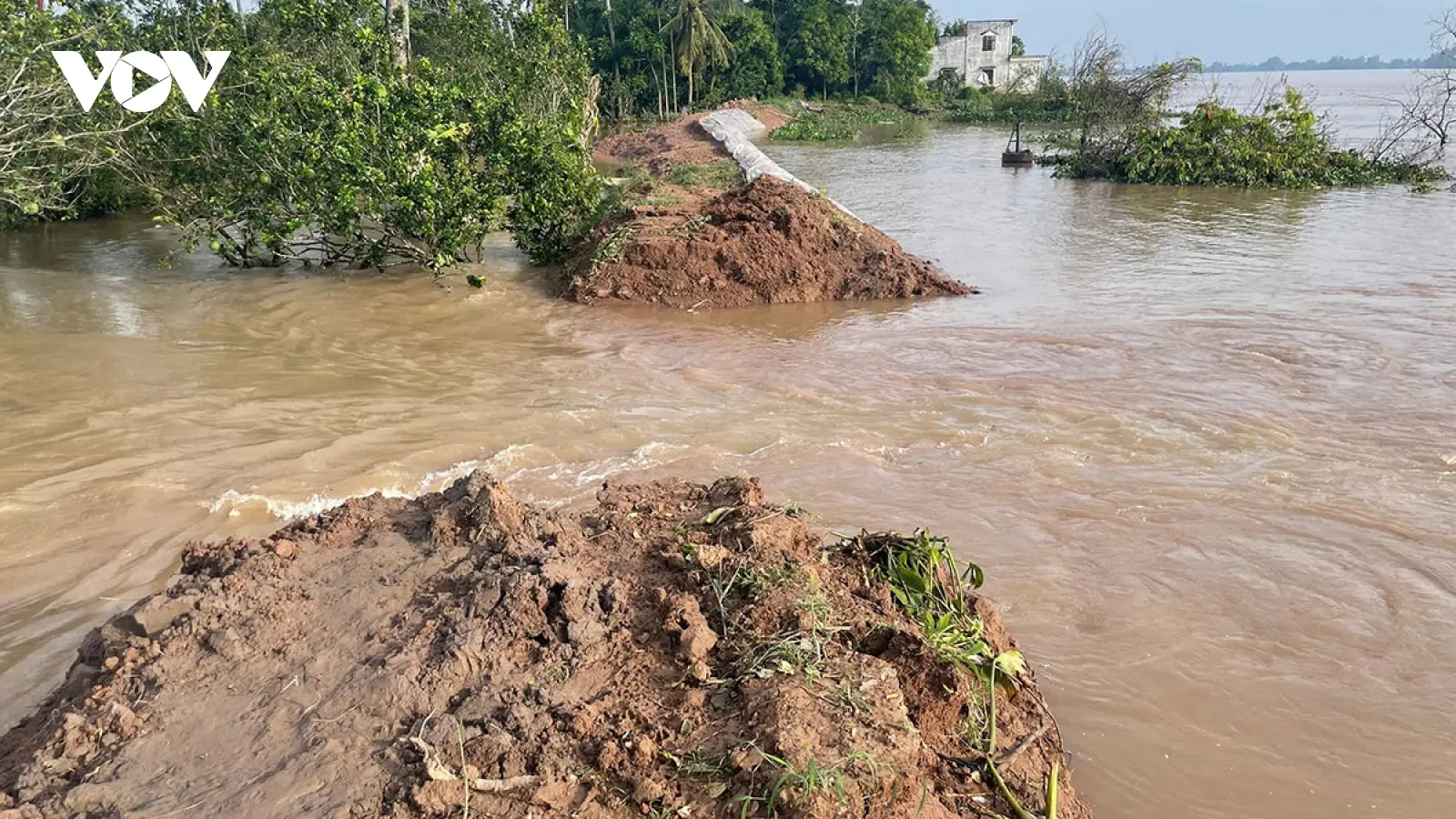 hd5y5f vo de con thanh long 1