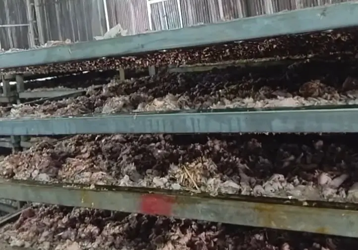 hmvf1y chan ga boc mui hoi thoi