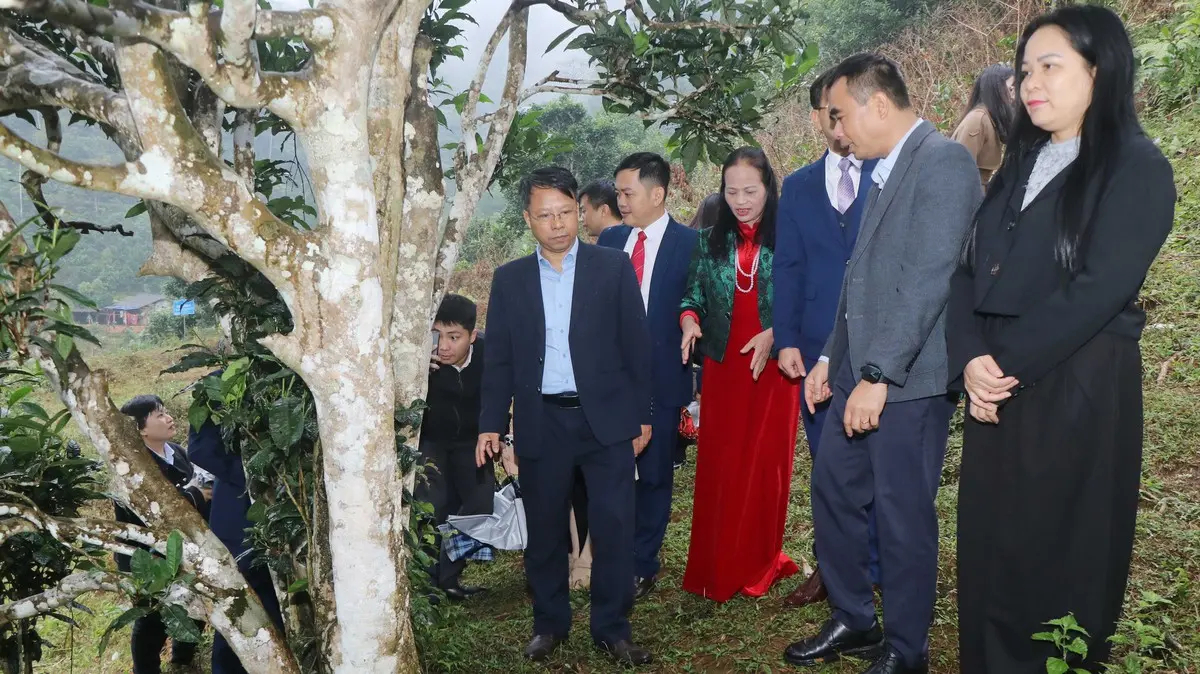 icbcqe vnapotalthainguyendonnhanbangcongnhancaydisanvietnam caycheshantuyetbangphuc8466924 17655226777481307984808 76 0 1514 2560 crop 1765522922873881541421