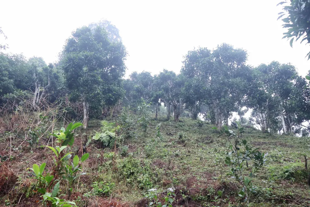 prsm9g cay che shan tuyet bang phuc 1