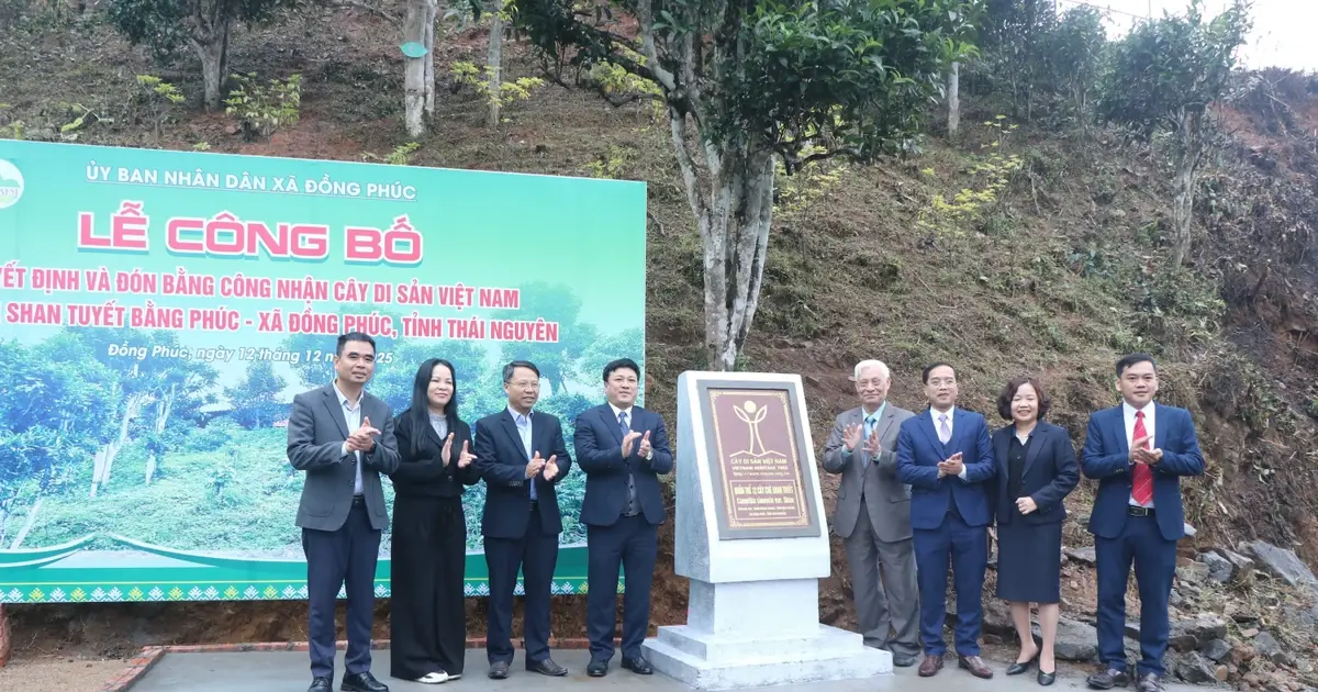 tlovv3 cay che shan tuyet bang phuc 5