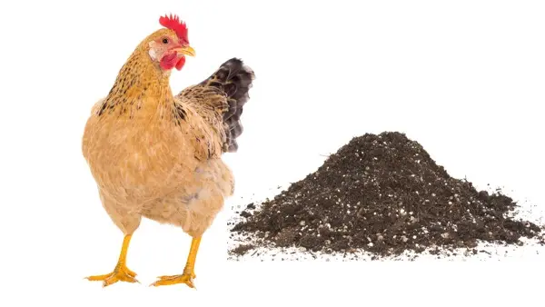 ubonaf cac cach u phan ga