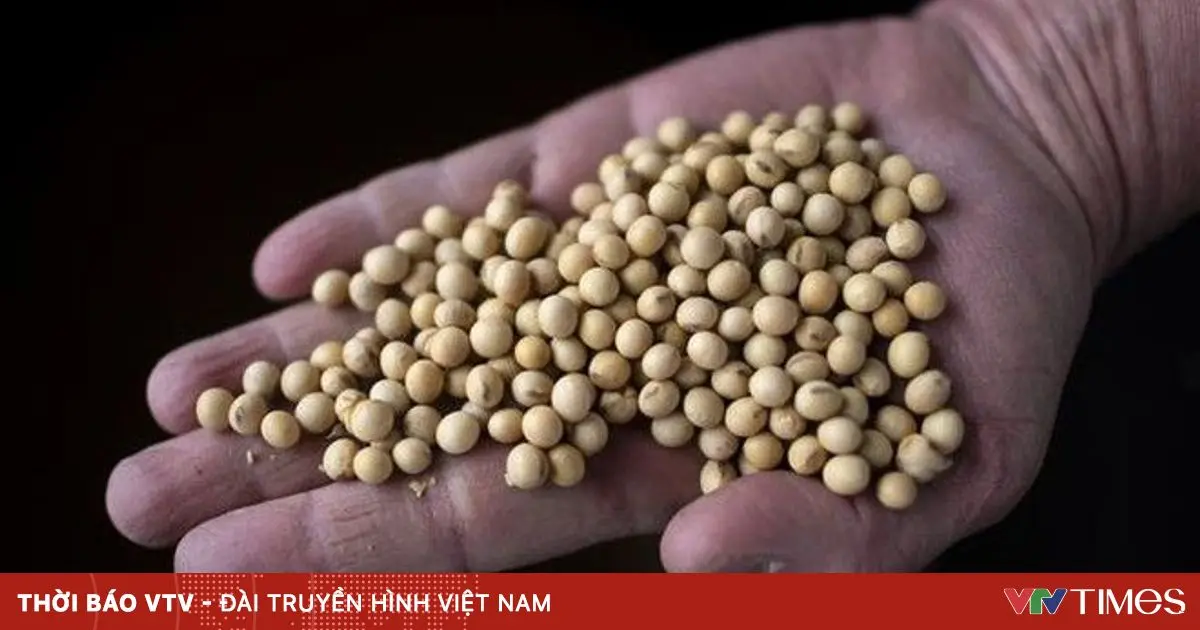 wz731k 2512 dau tuong 53369636688604930135354 20422996204181812800287