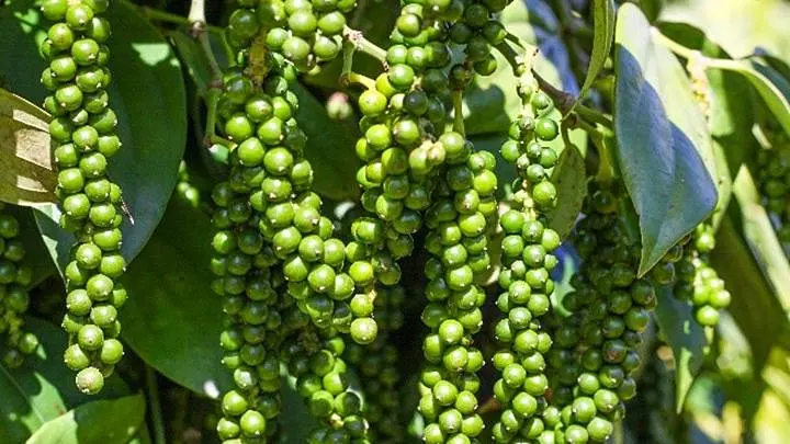 8dh7eq gia tieu hom nay 090419895 172768464115381197185 1767887368