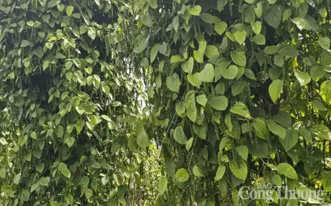 kp8bsi nang suat ho tieu 14083271