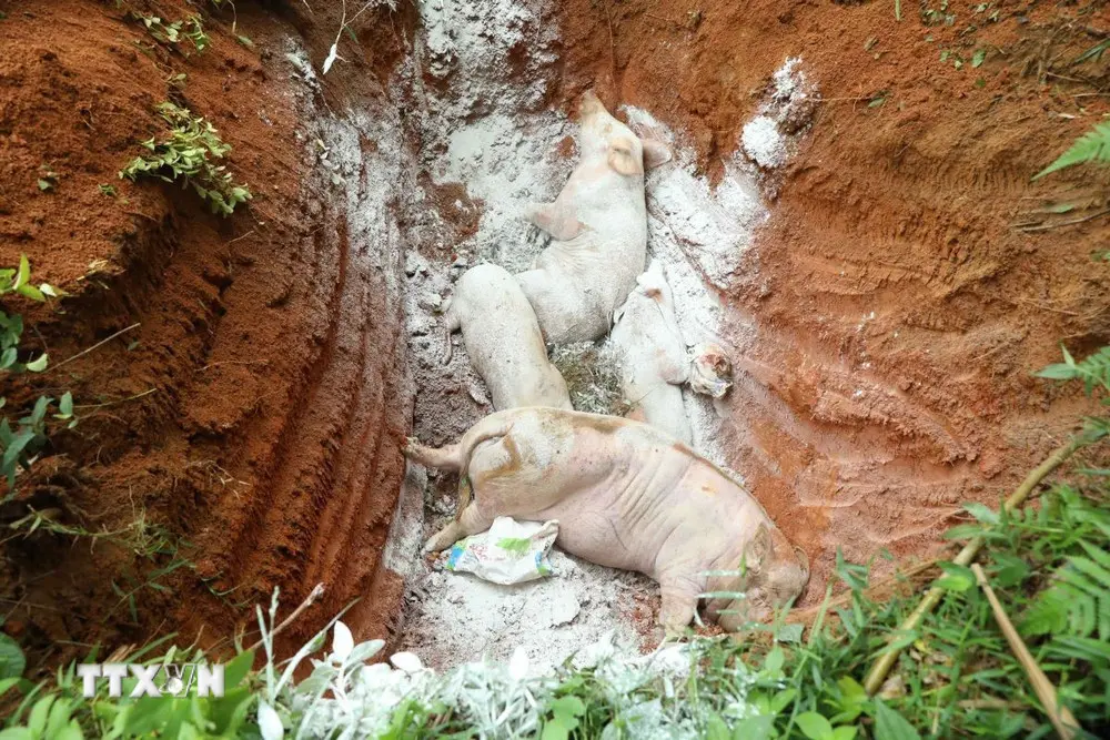 vu9w55 dich ta lon chau phi 1208