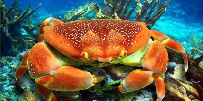Con cua số mấy trong trò chơi lô đề