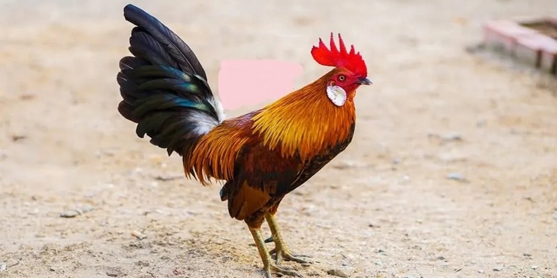 Gà tre có đôi mắt sáng và nhanh nhẹn