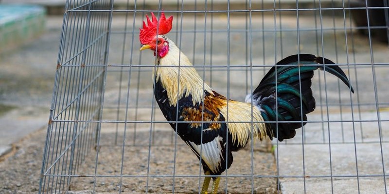 Kiểm tra chân và dáng đứng của gà tre