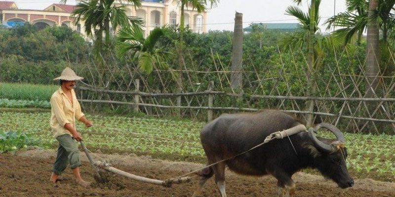Mơ thấy đang cưỡi trâu biểu hiện làm chủ tình huống