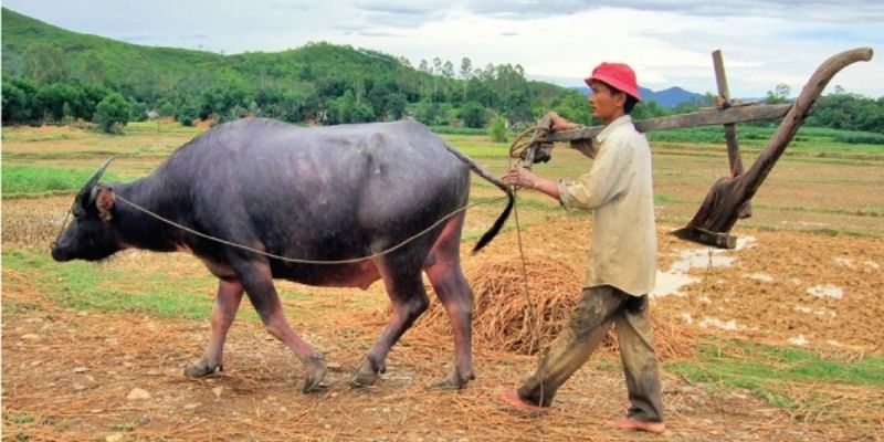 Nằm mơ thấy con trâu đánh số gì luôn chứa nhiều ý nghĩa thú vị