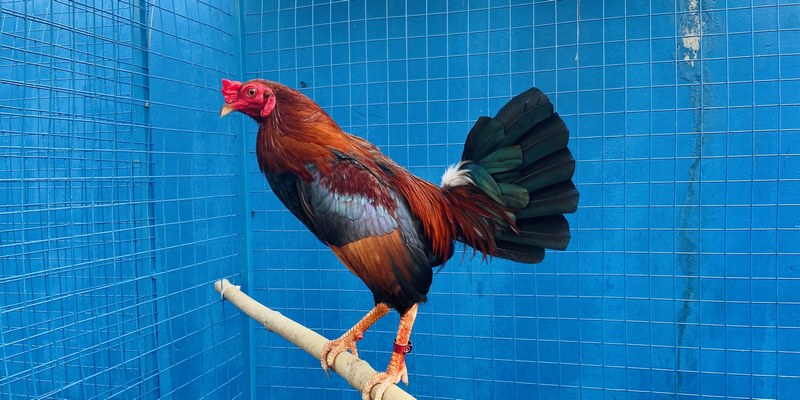 Quan sát tập tính để áp dụng cách chọn gà tre hiệu quả